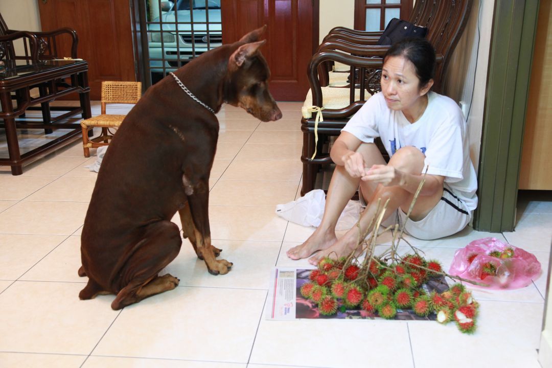 Rocky喜欢吃水果，黄文娥也会与它分享。 【照片：邓遂嵘提供】